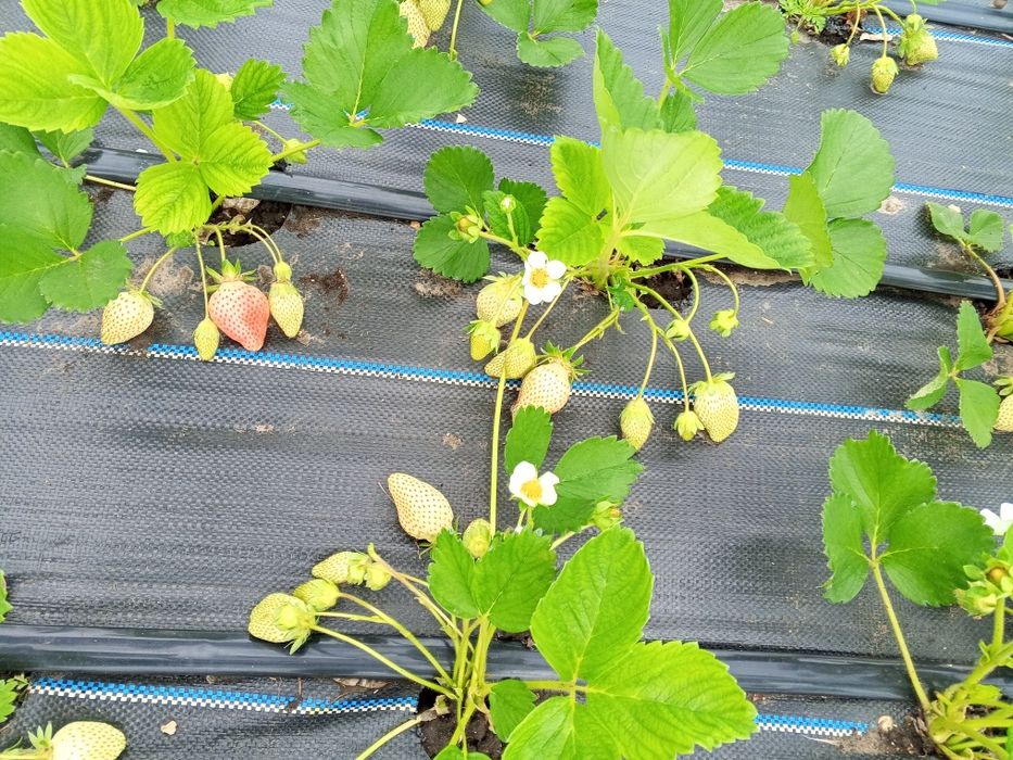 Домашня ЕКО полуниця  свіжа  напряму від виробника — збір сьог