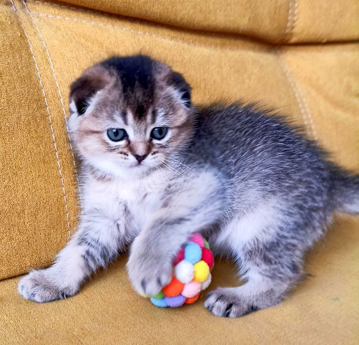 Кішечки золоті шиншили