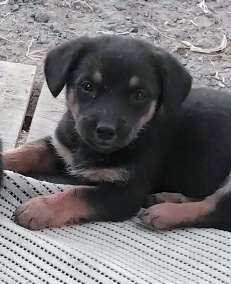 Лучшие щенки в лучшие семьи