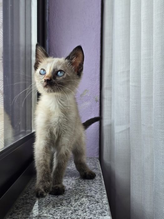 Sabrina, para adoção