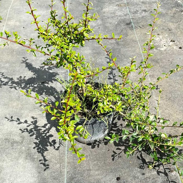 Irga płożąca; Cotoneaster horizontalis  , Doniczka 2L ,  DUŻA