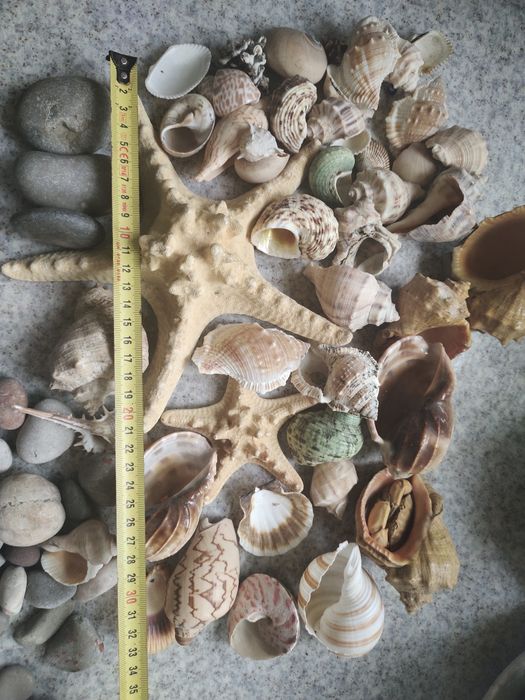 ракушки,камешки для аквариума