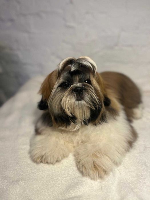 Urocza biało-złota suczka Shih-tzu ZKwP FCI