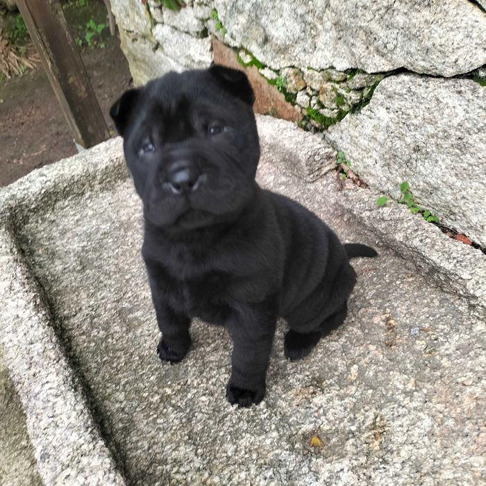 Shar pei macho lindo