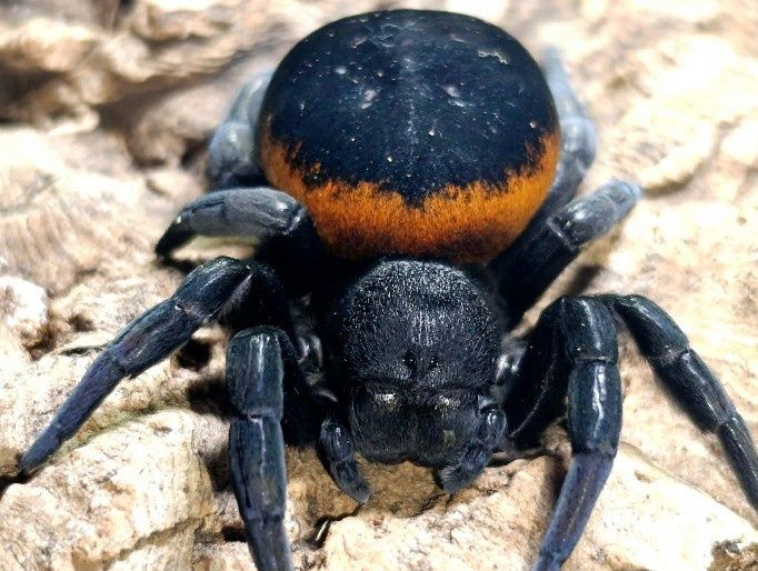 Eresus walckenaeri "Orange ring"