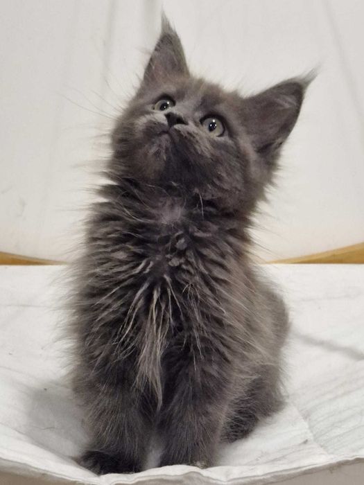 Indi, kocurek Maine Coon