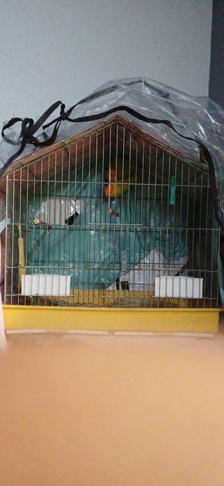 Roseicollis para venda