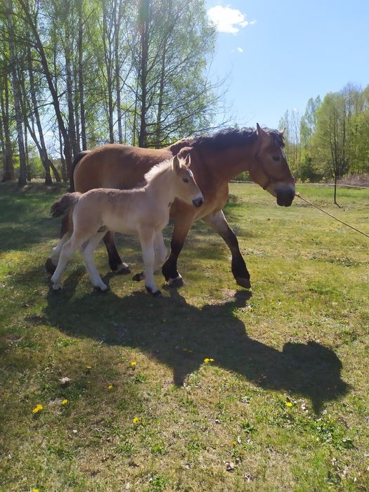 Klacz w typie sztumskim ze źrebakiem