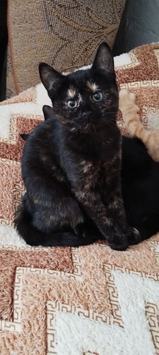 Кошенятка в добрі руки