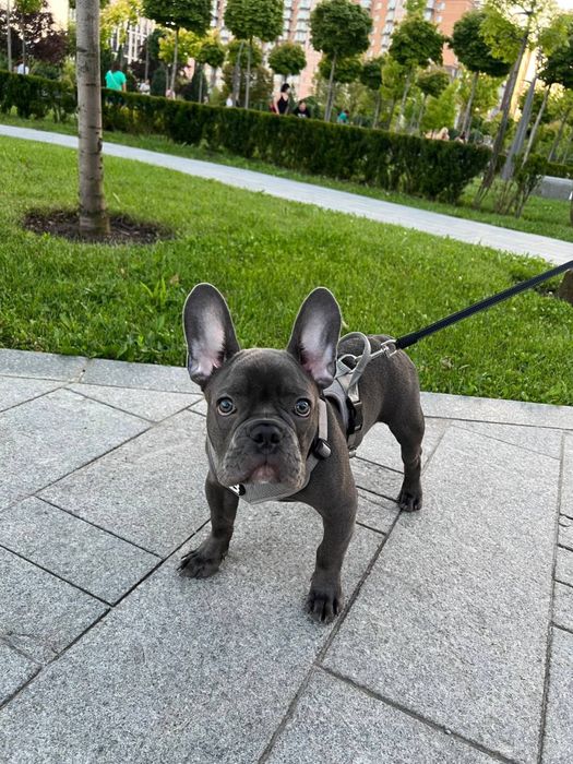 Шлея Bully Billows Розмір S Грудна клітка 45-56 см