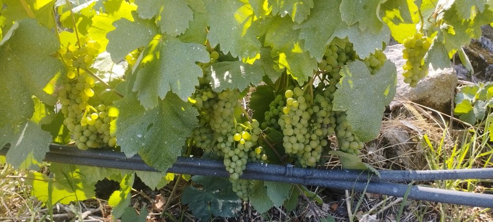 Venda de uvas casta loureiro