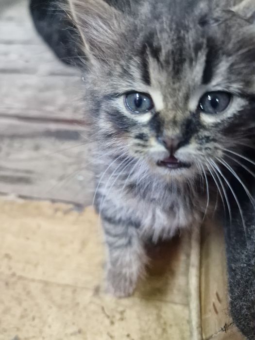 Котята безкоштовно