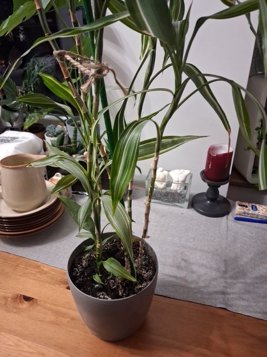 Dracena sanderiana