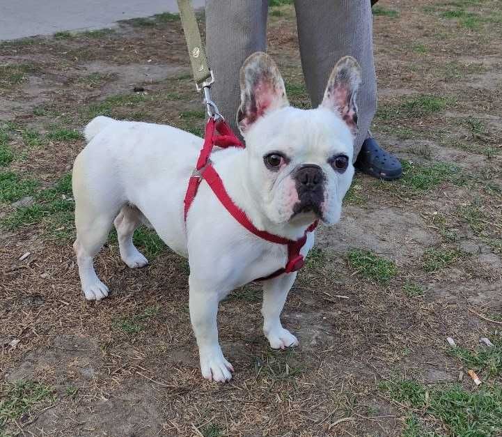 ДОБРЫЙ собака Французский бульдог Оскар, 2 года, ГЛУХОЙ, кусается