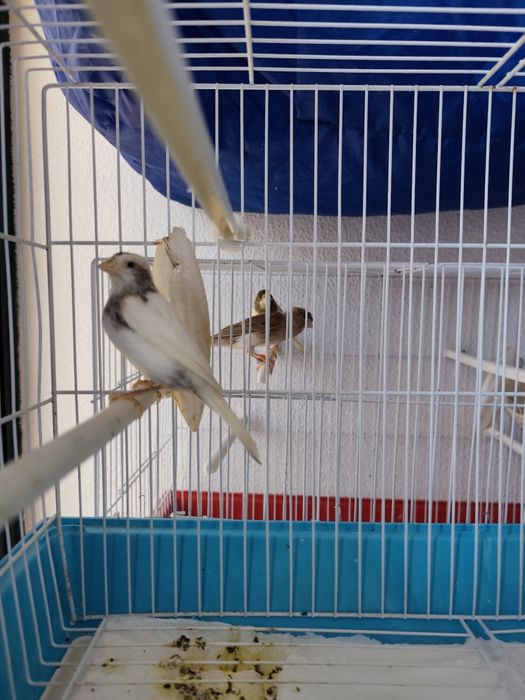 Canários  várias raças