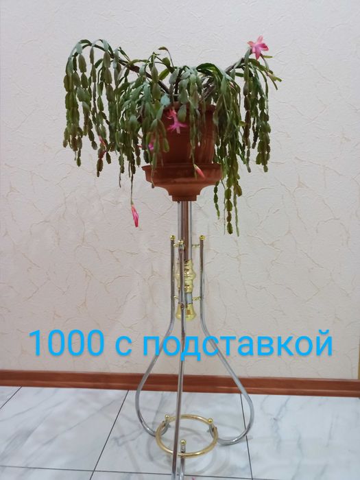 ЦВЕТЫ ПАЛЬМЫ комнатные  Большие