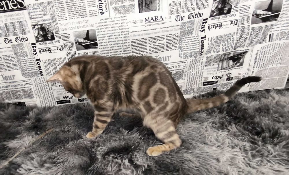 Голубий бенгальський хлопчик, бенгал, кошенята