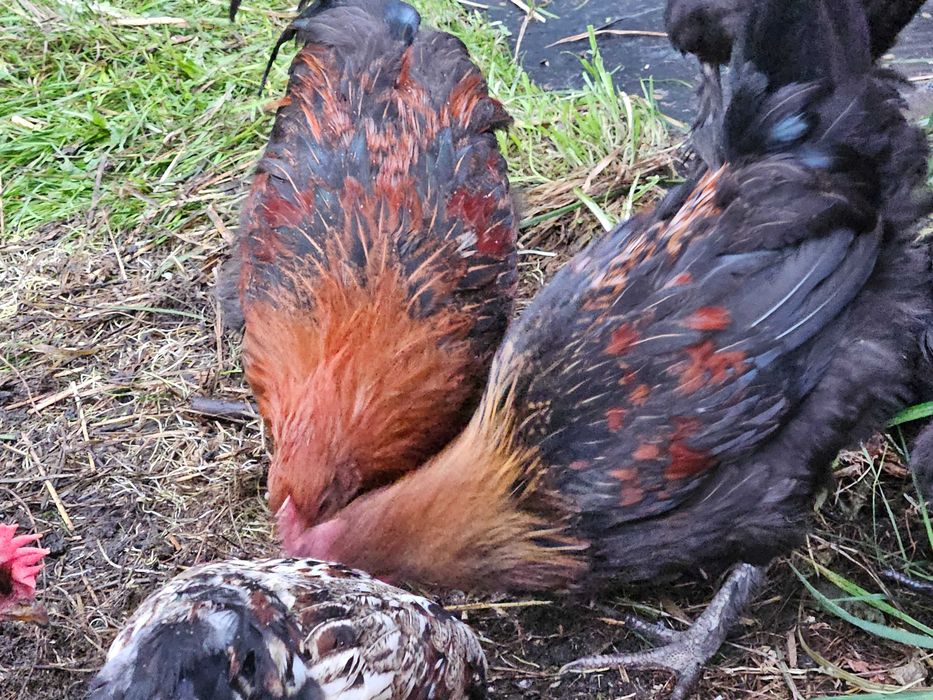 Koguty marans tego roczne
