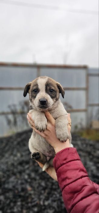 Цуценята в добрі руки