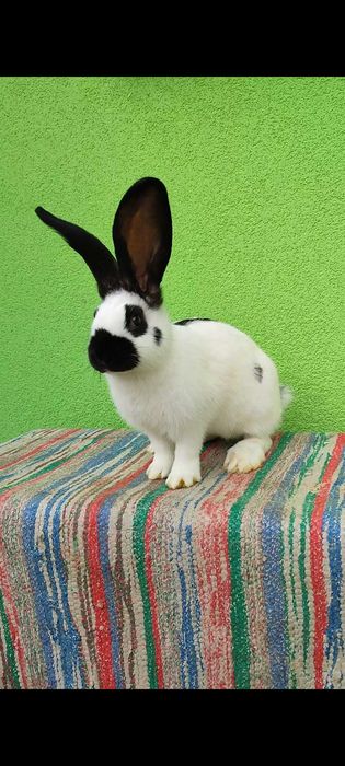 НСВ Строкач Німецький Строкатий Велетень