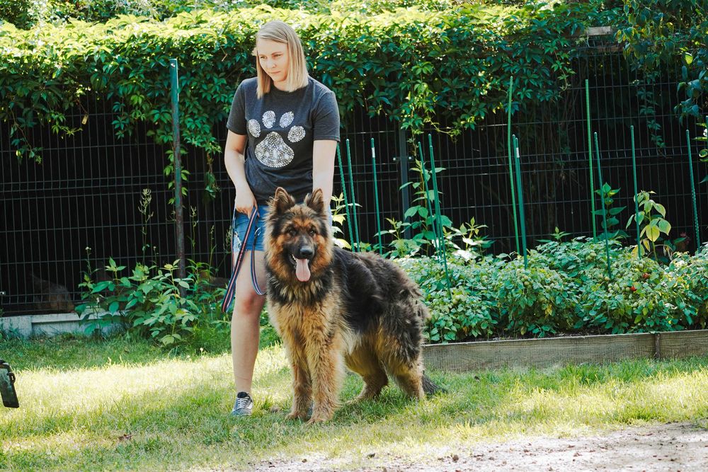 Leon - piękny pies w typie owczarek niemiecki