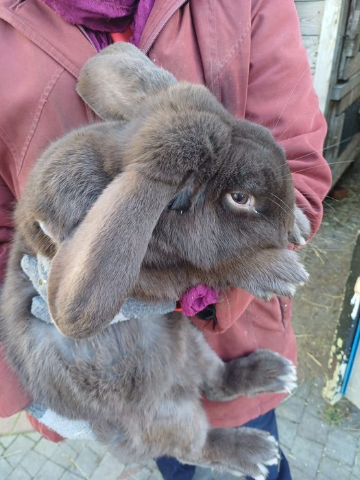 Króliki barany samce