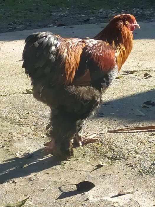 Ovos férteis Lote Dúzia 4 Raças