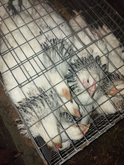 Кури несучки зозулясті, білі  5,5міс