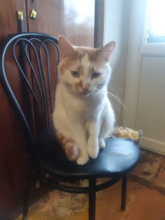 Домашний котик, 4 года