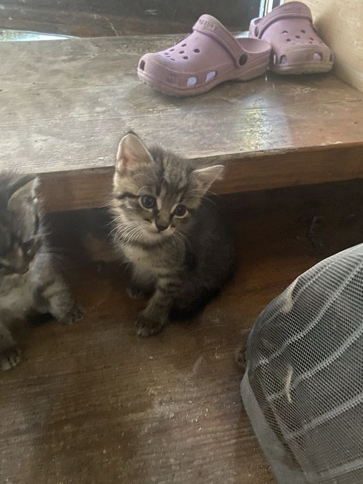 Відам кошенят