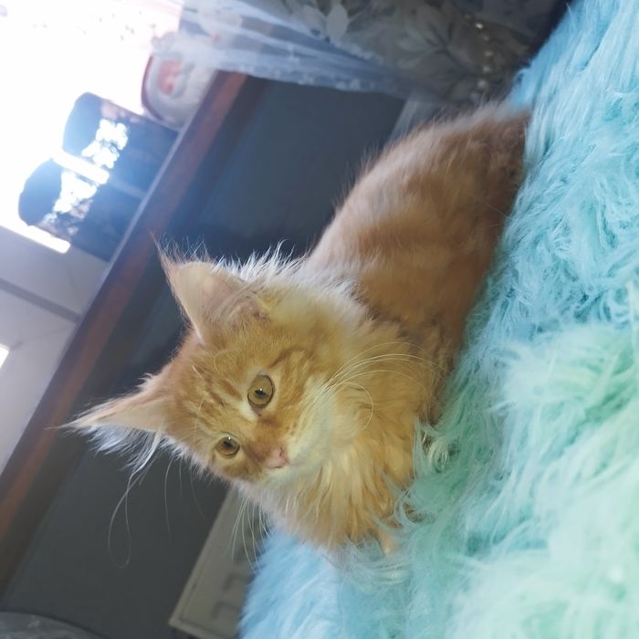 Kocurek Maine Coon