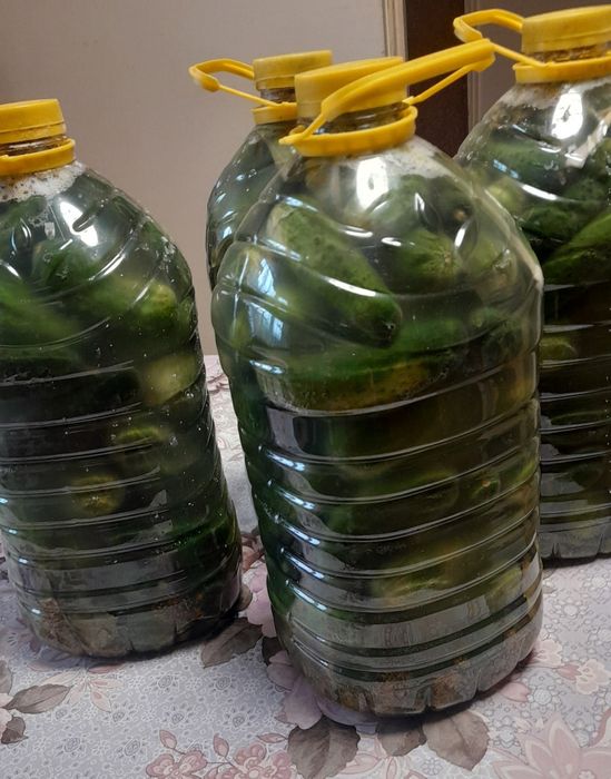Ekologiczne ogórki kiszone w bańce 5L