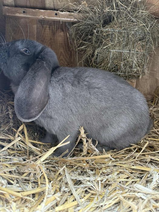 Baran francuski niebieski