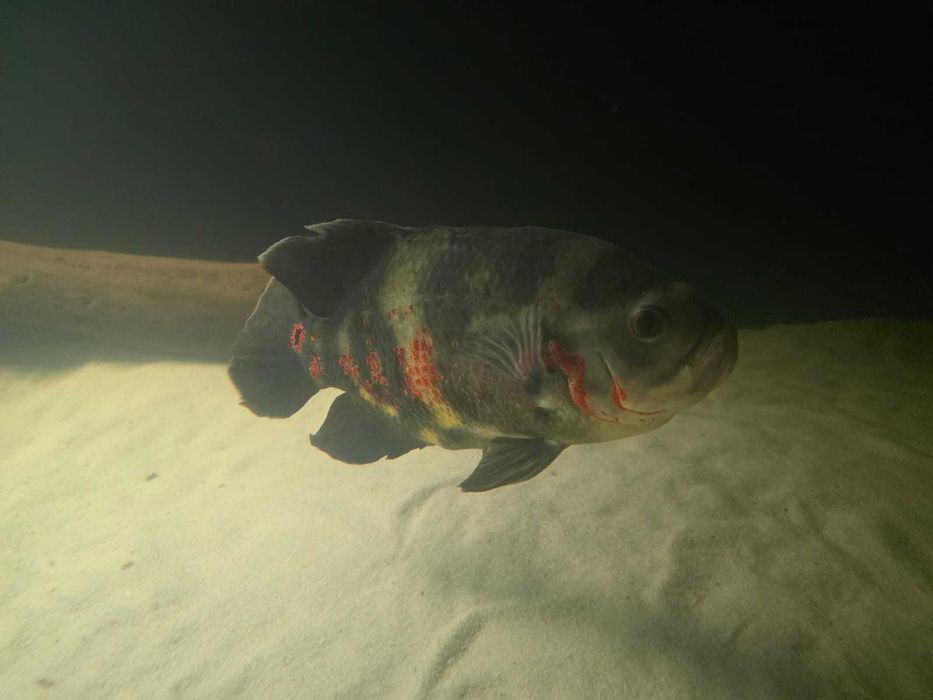 Pielęgnice Pawiookie 4szt 30cm+ i 25cm+ / Zamiana