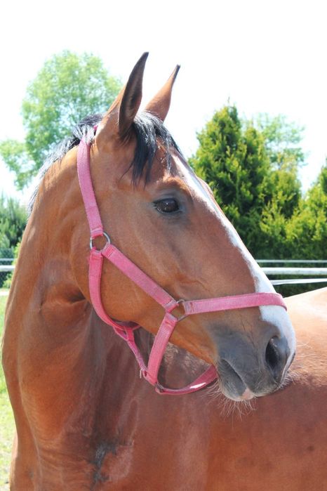 Klacz sp na sprzedaż