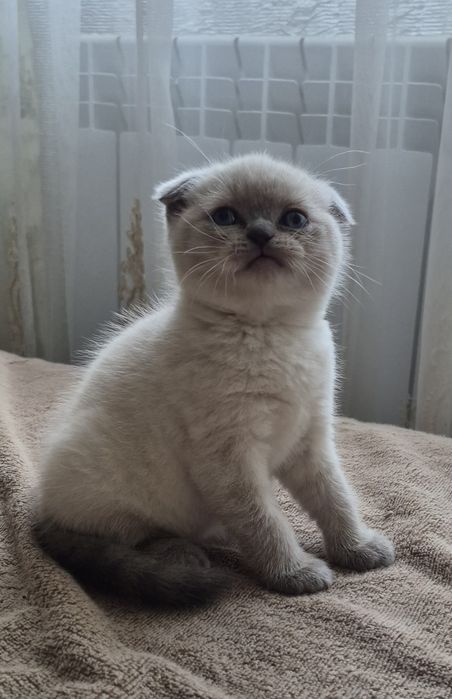 шотландские котята