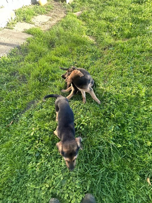 Собаки шукають дім