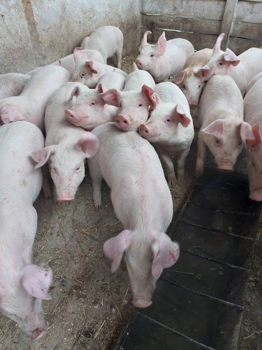 Продам поросят оптом і в роздріб