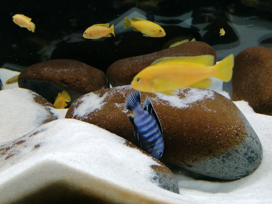 PROMOÇÃO Ciclideos Africanos Malawi Saulosi