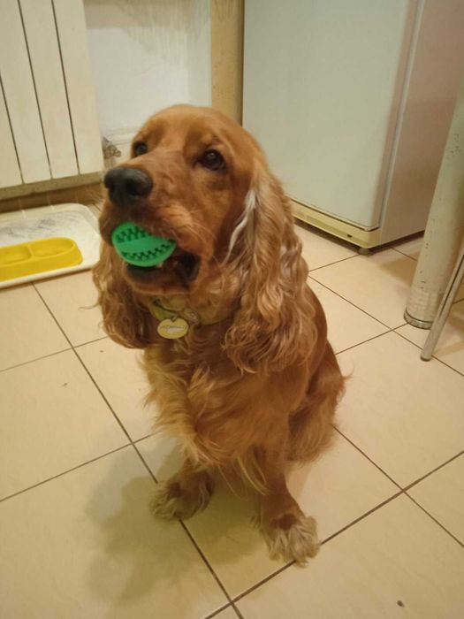 Шукаю нареченого для кокер спаніеля