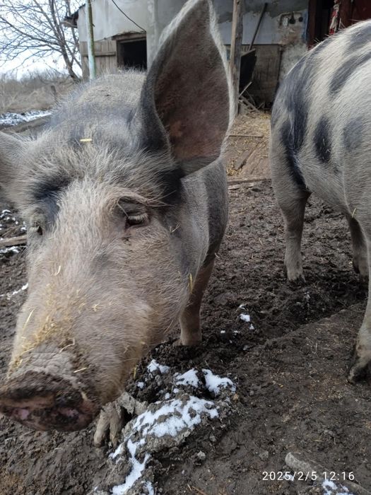 Продам свиней живою вагою