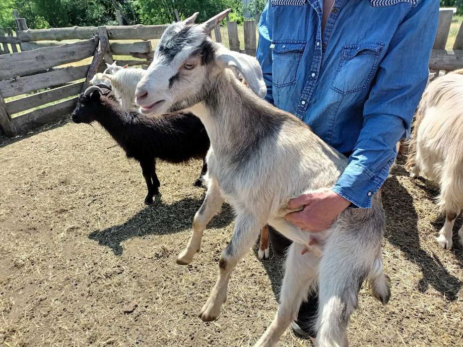 Продаємо стадо кіз