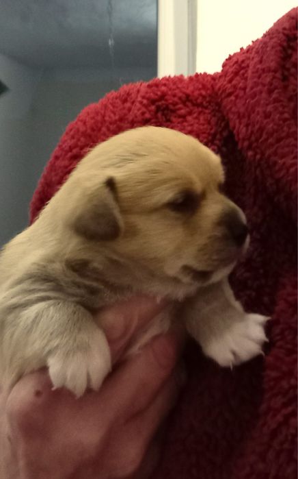 Sunie szukają odpowiedzialnych domów