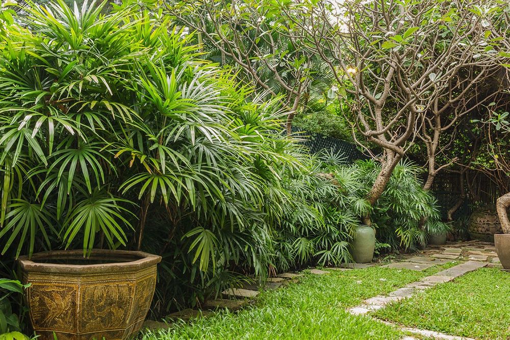 Palmeiras Ráfis, Ráfia, ou Rhapis excelsa