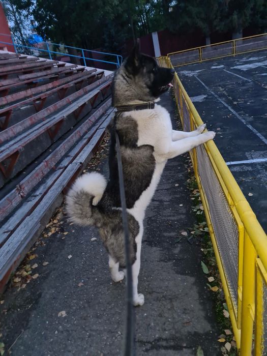 Американская  акита