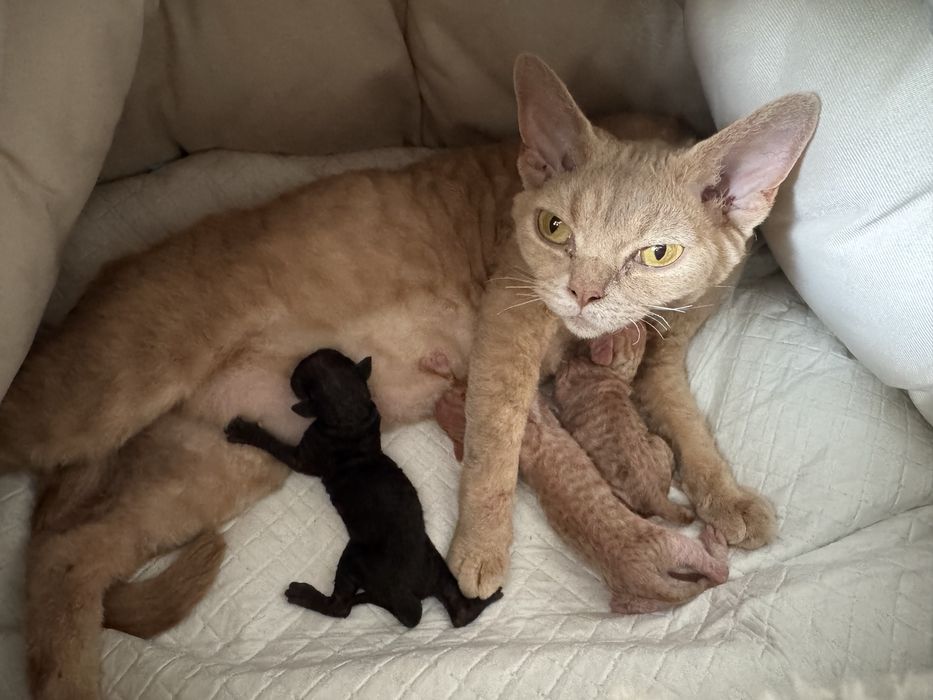 Devon Rex - rudy kocurek, kocię FPL
