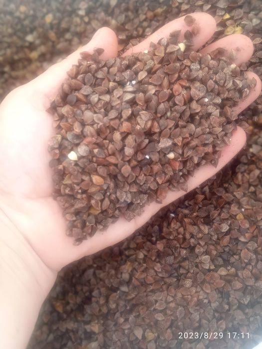 Посівна гречка чищена