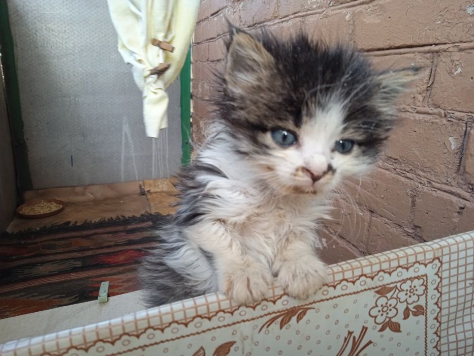 Отдам котят в хорошие руки