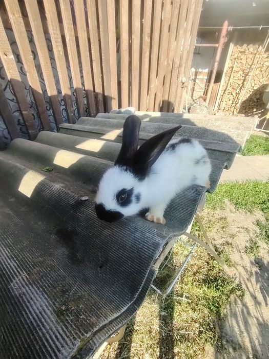 Кролики німецький строкач