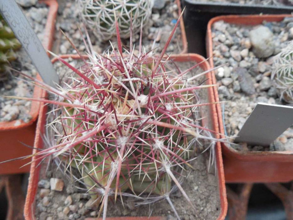 Echinocereus canus (russanthus – v. neocapillus) – Solitario